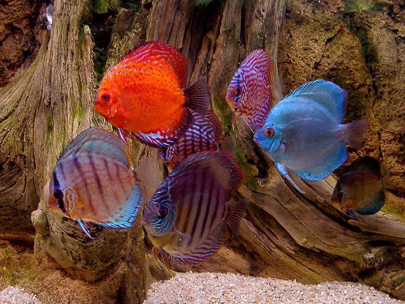 The Aquarium Fishes Free screensaver will show you fishes on your desktop.