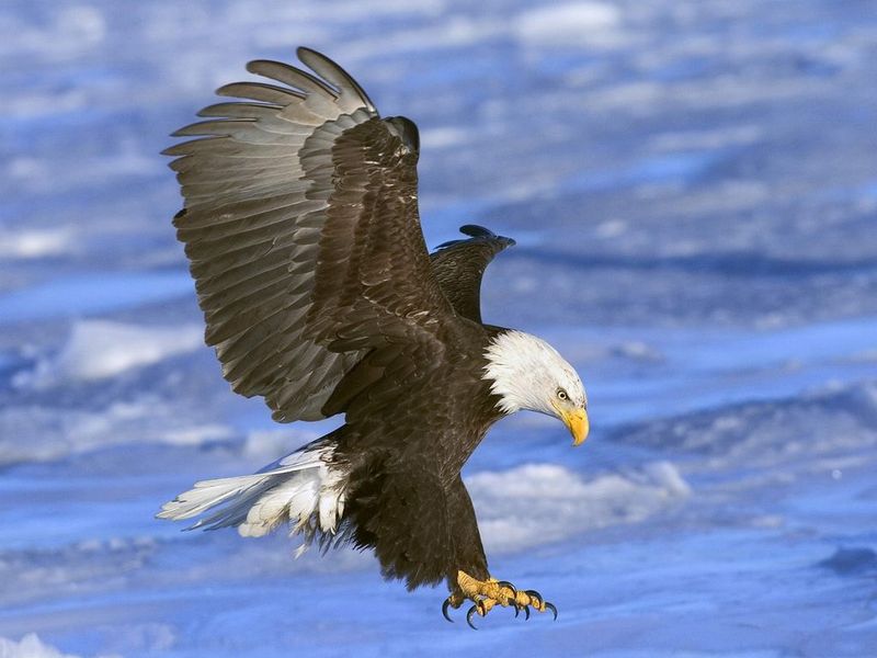 Birds of Prey Free Screensaver 2.0.2 full