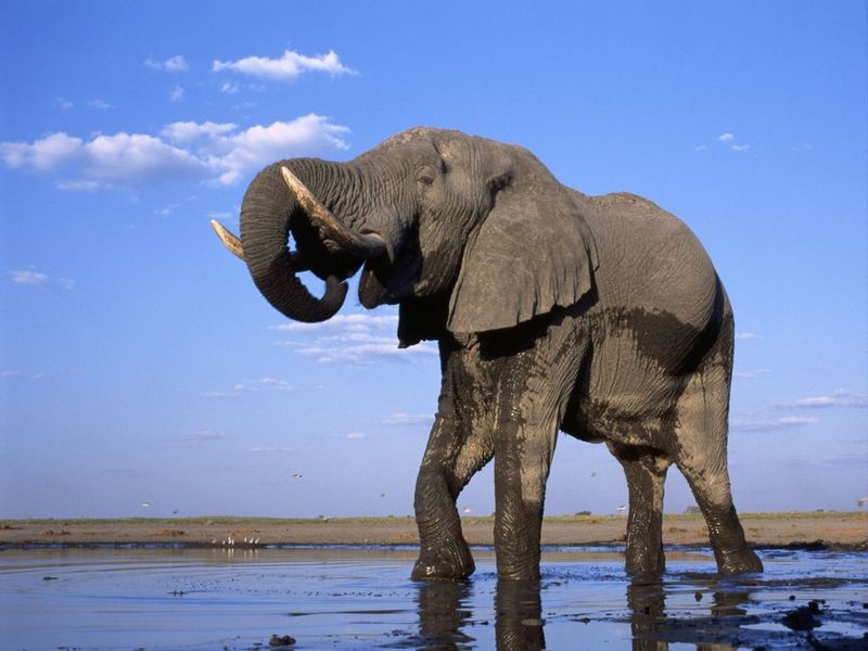 The Elephants Free screensaver will show you African elephants on your desktop.