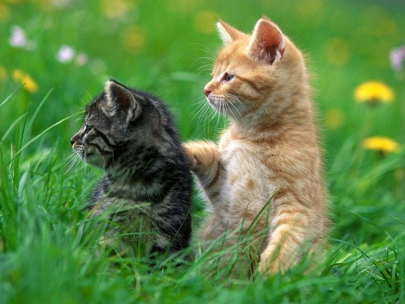 Kittens Free Screensaver Windows 11 download