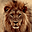 Lions Free Screensaver icon