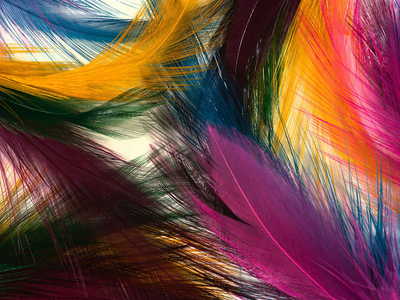 Enjoy the views of colorful feather patterns on your desktop!