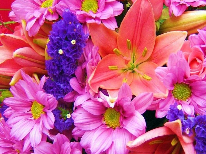 Look at your desktop and enjoy the views of nice flowers on it!