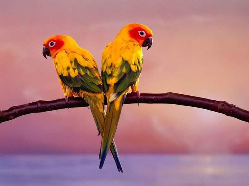 The Parrots Free screensaver will show you parrots on your desktop.