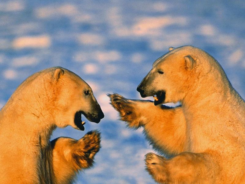 The Polar Bears Free screensaver starts your polar bear safari on the desktop.