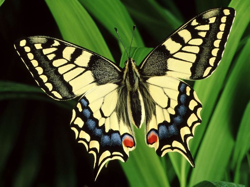 Splendid Butterflies Free Screensaver