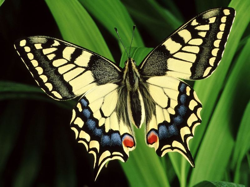 Splendid Butterflies Free Screensaver Windows 11 download