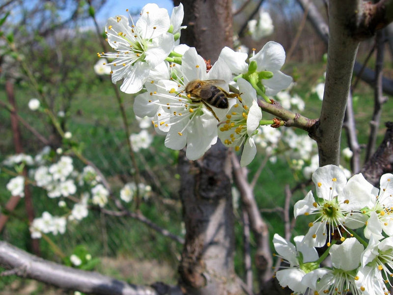 Spring Flourish Free screensaver will show you trees in blossom on your desktop.