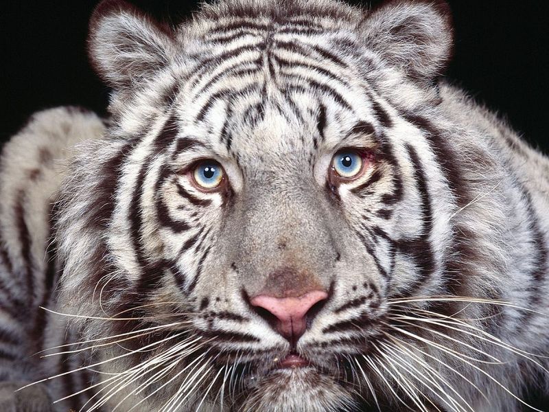 Tigers Free Screensaver 2.0.3 full