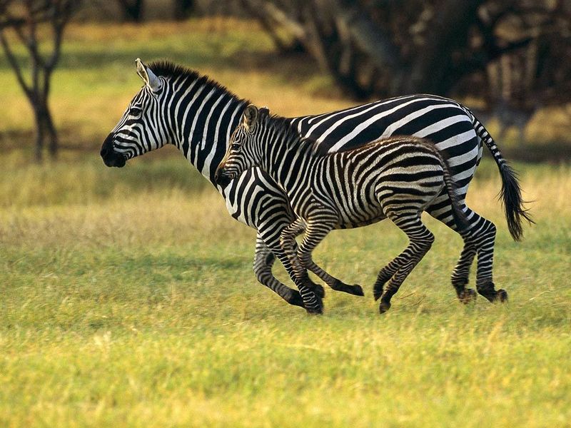 Zebras Free Screensaver screen shot