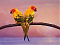 Parrots Free Screensaver